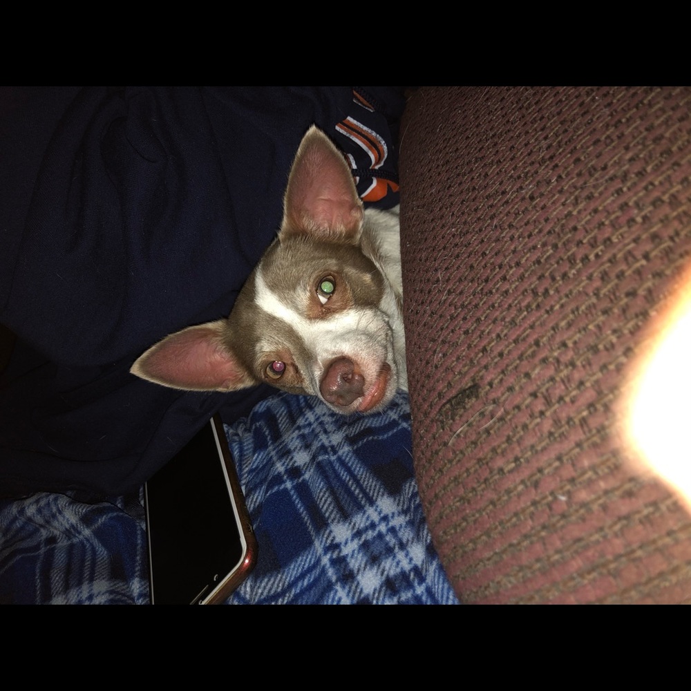 Meet your Posher, Joshua